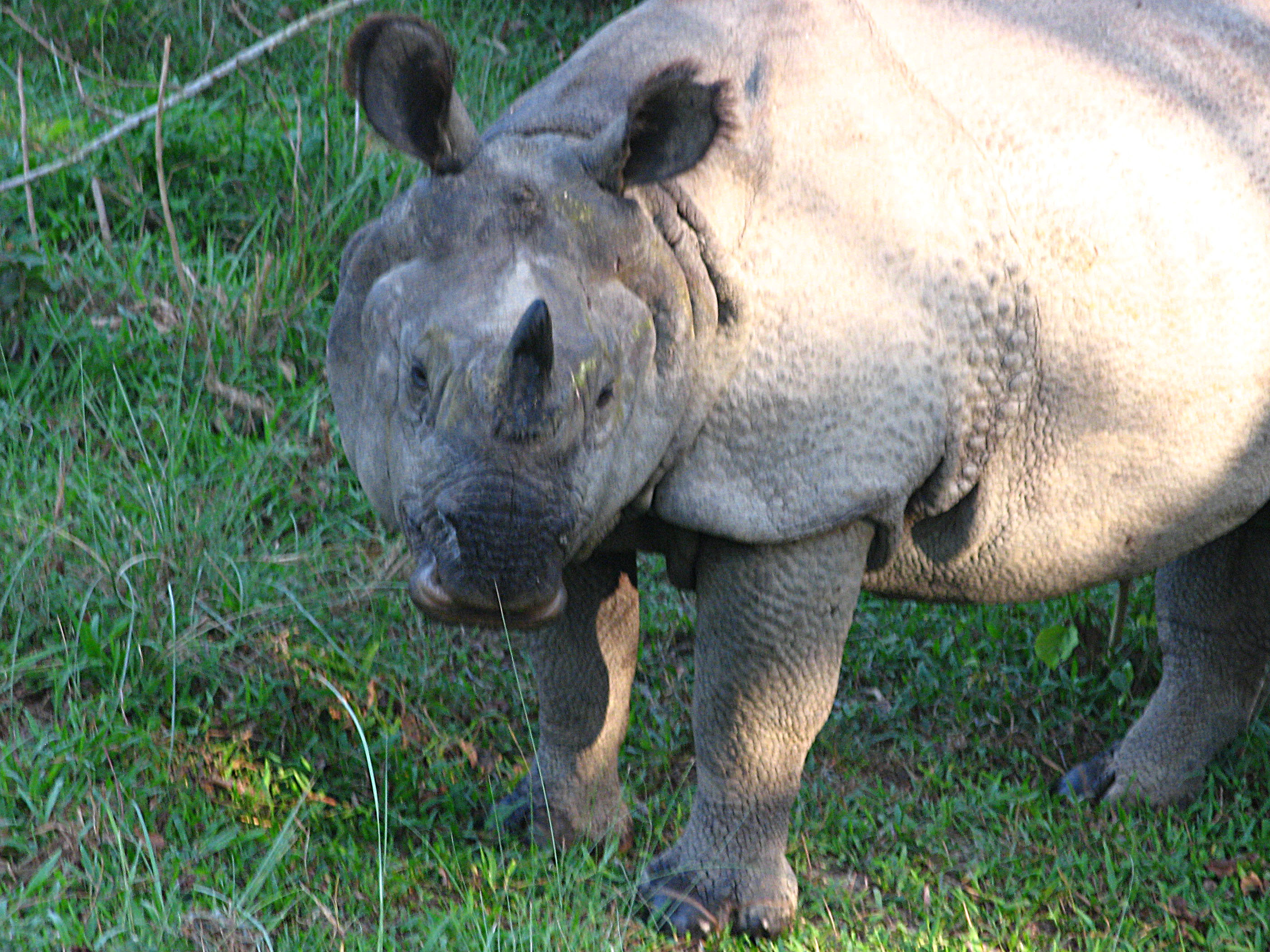 носорог в природной среде в Непале фотографии