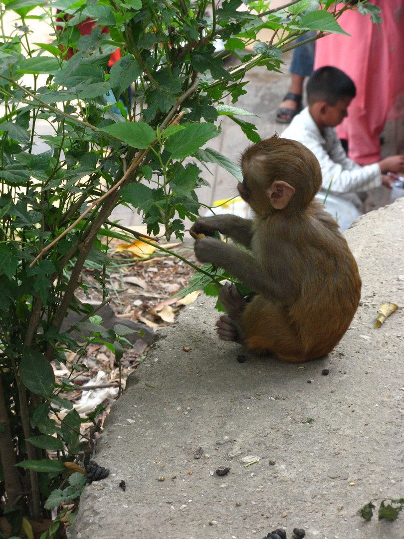 обезьяны достопримечательности Катманду фотографии