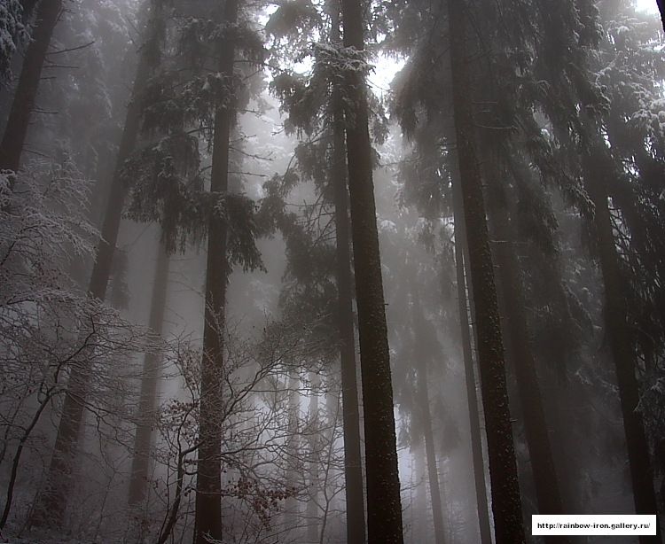 волшебный лес в Швейцарии фото