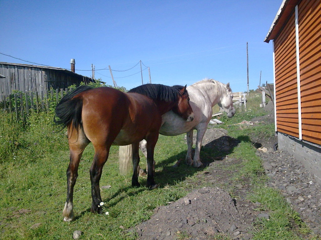 Лошади на отдыхе в Карелии