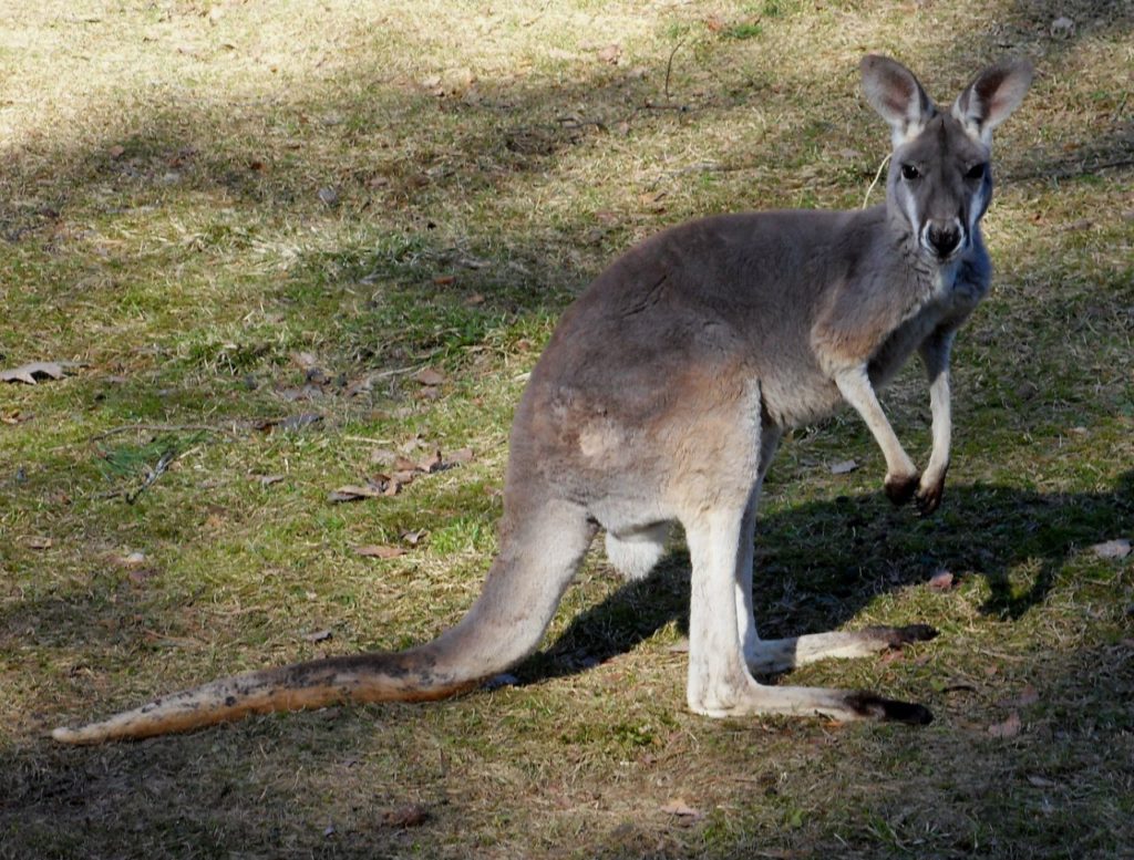 Рижский зоопарк кенгуру фото