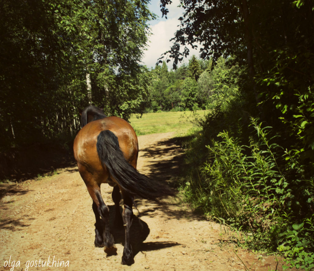 отдых на природе с лошадьми