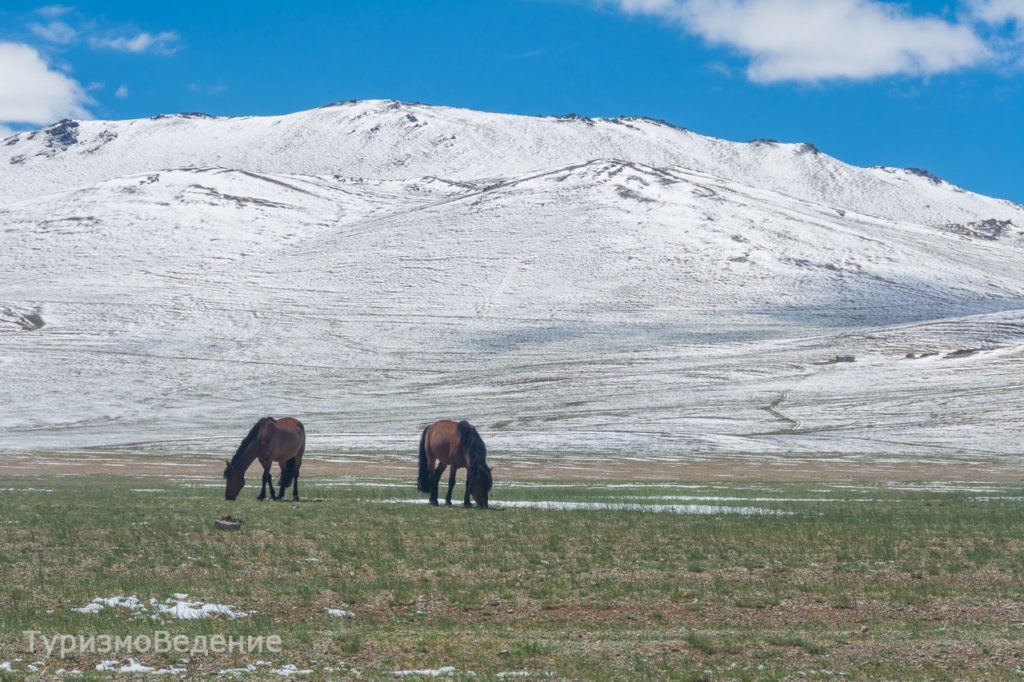 лошади пасутся в Монголии