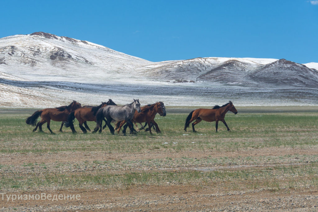 лошади в Монголии фото