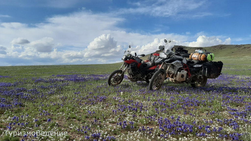 посреди цветущей Монголии фото