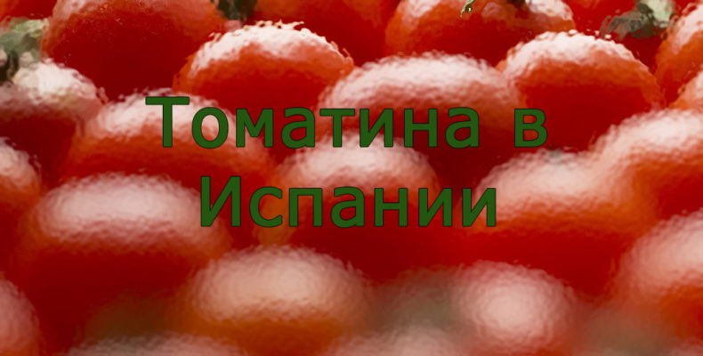 традиция томатина в Испании