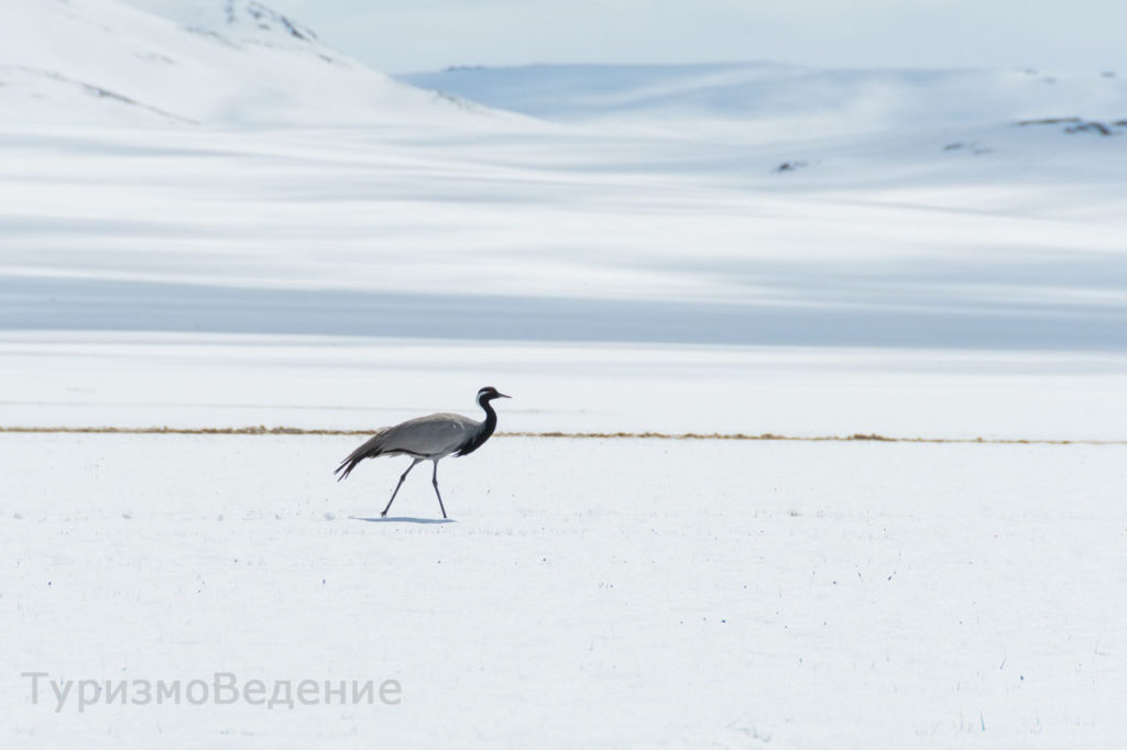 белоснежная пустыня в Монголии фото