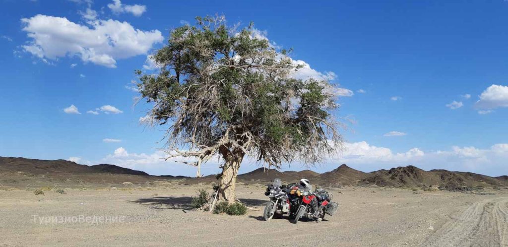 Дерево в пустыне Гоби в Монголии