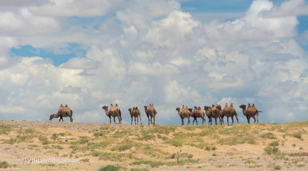 верблюды в монголии фото