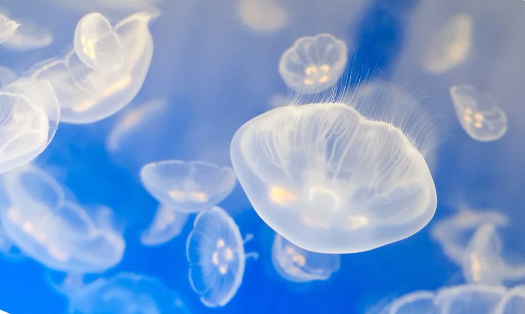 вода в Турции может быть опасна медузами, как не испртить себе отдых в Турции