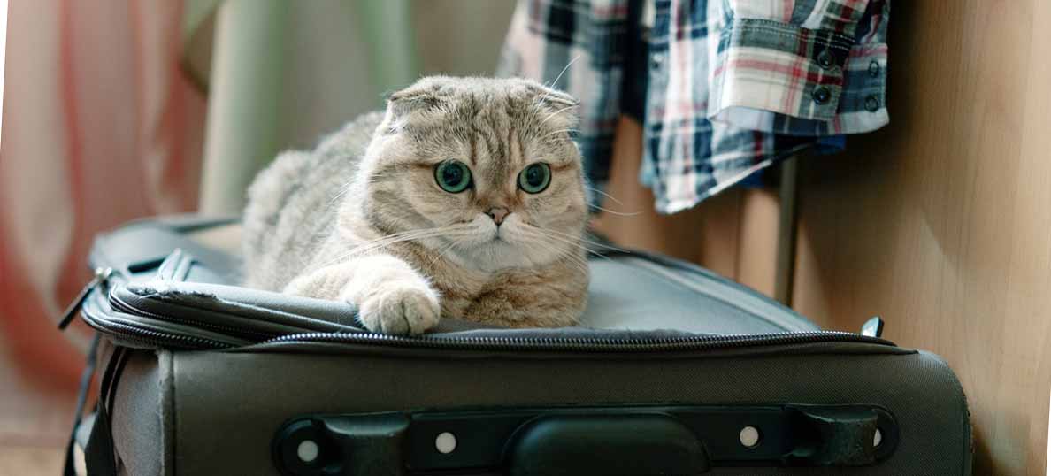 забавный кот-путешественник, история про путешествие